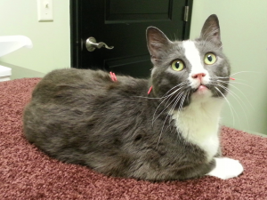acupuncture for cats at sugar river animal hospital, Grantham, New Hampshire