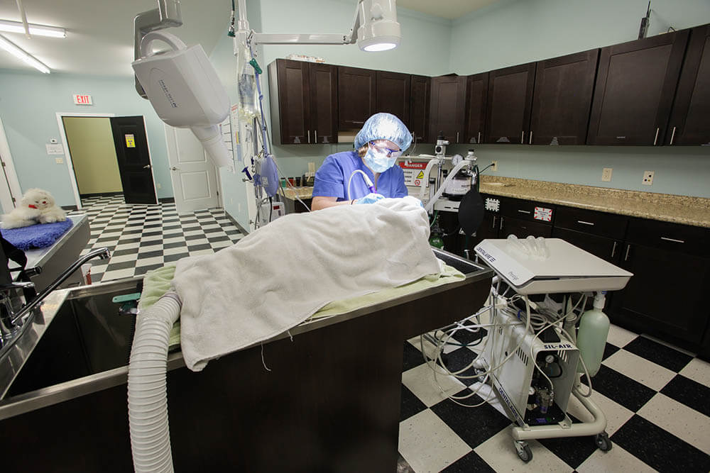 Veterinary Surgery | Sugar River Animal Hospital Veterinary Surgery | Sugar River Animal Hospital