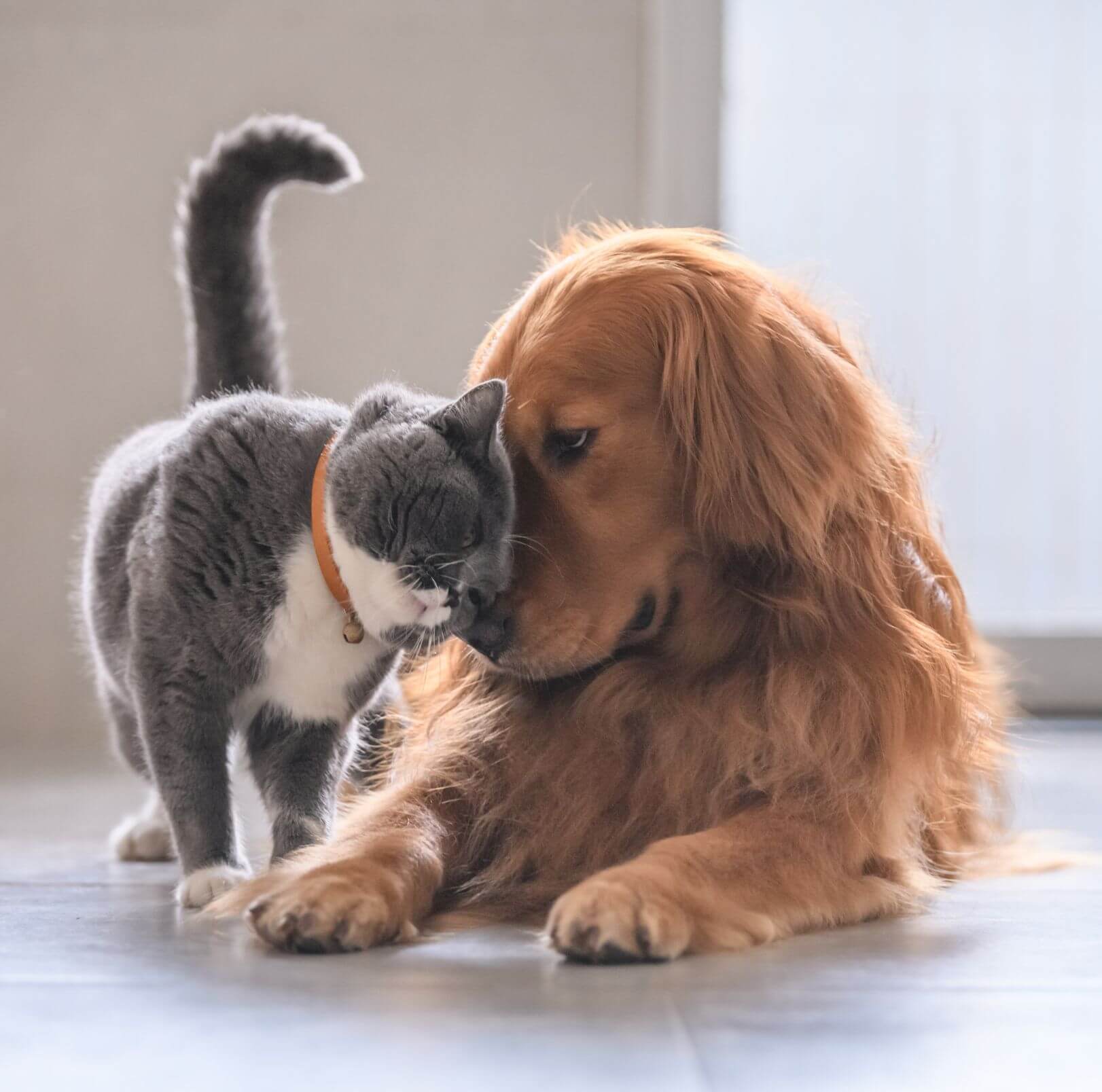 New patients welcome at sugar river animal hospital, Grantham NH