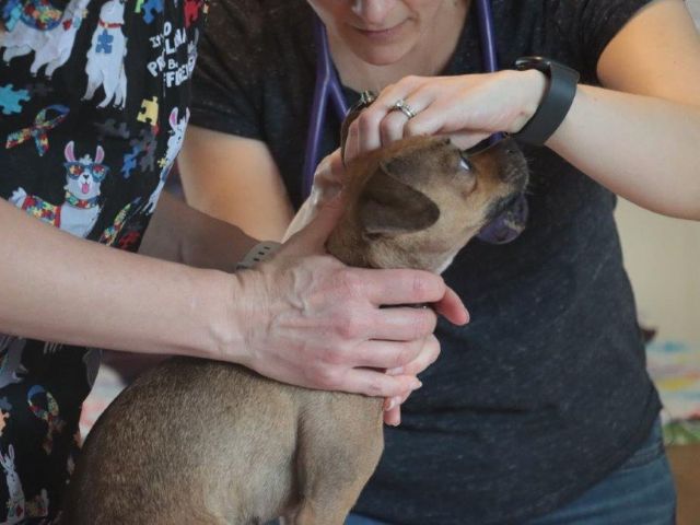 Dr. Catherine MacLean doing a thorough exam at the Haven from Sugar River Animal Hospital, Grantham NH