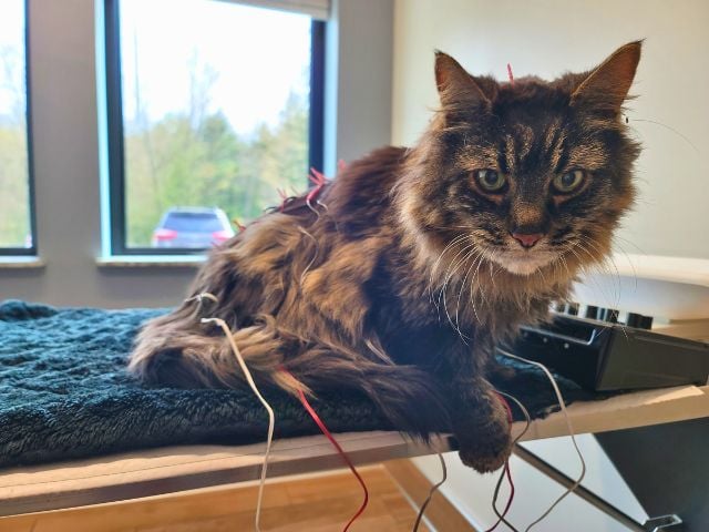 Cat acupuncture at Sugar River Animal Hospital in Grantham, NH