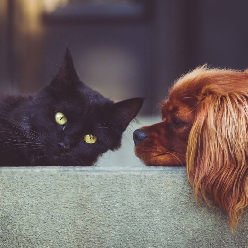 Arthritis in dogs and cats SRAH