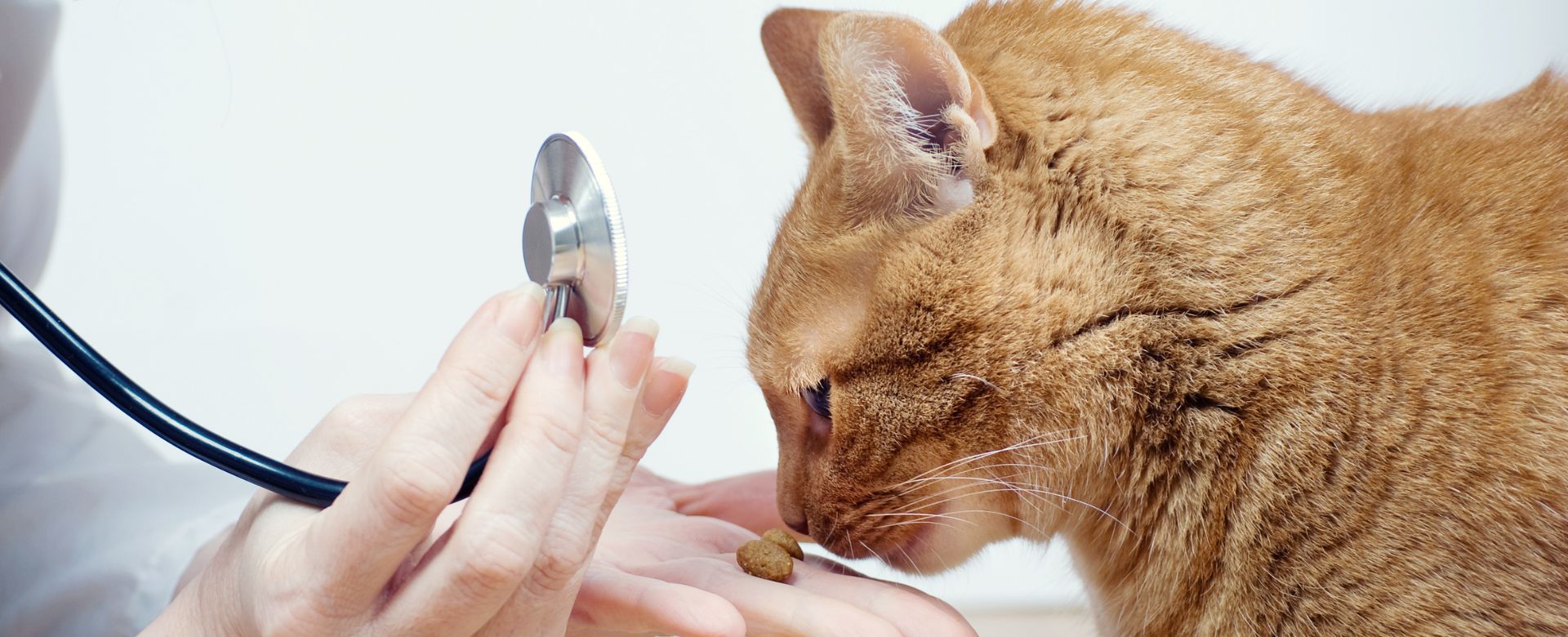 Cat labwork exam at Sugar River Animal Hospital