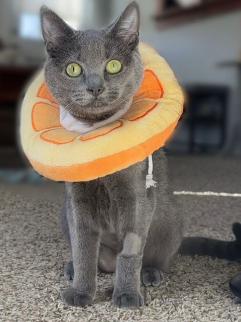 Cat spay or neuter at Sugar River Animal Hospital