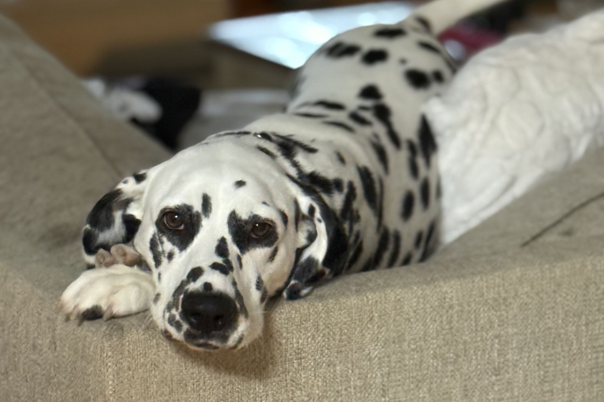 Dog spay procedure at Sugar River Animal Hospital in Grantham, NH
