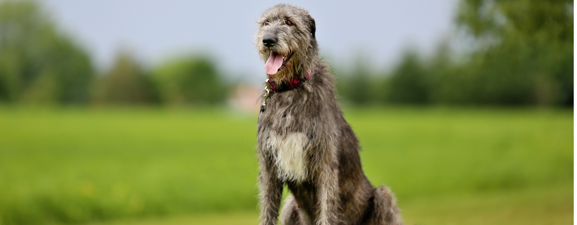 GVD or Dog bloat at sugar river animal hospital, Grantham, NH