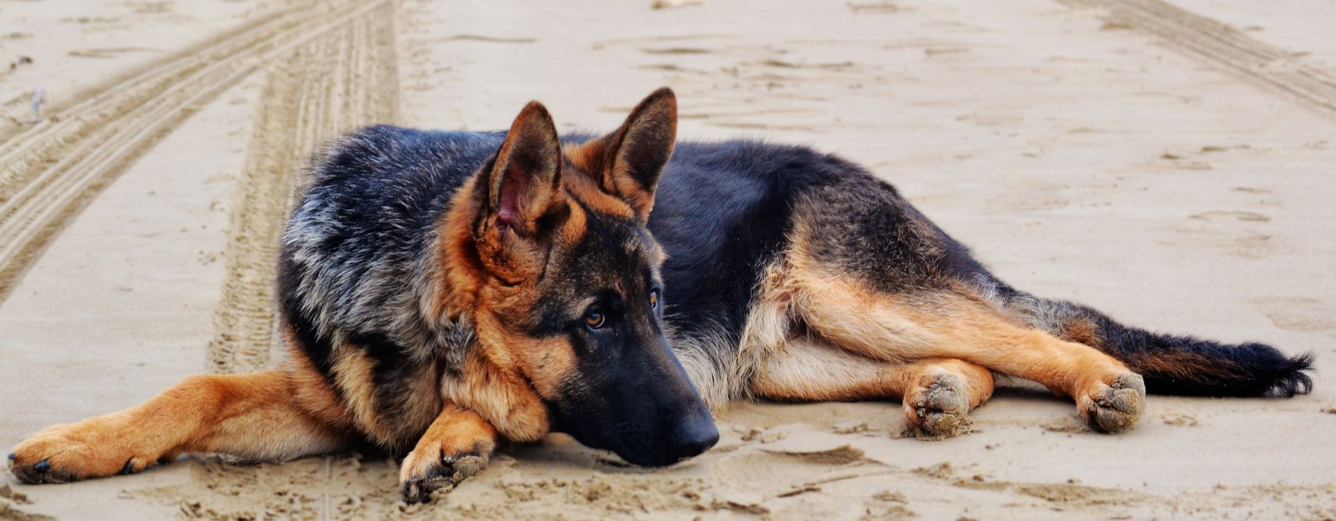 Bloat in german shepherds at sugar river animal hospital, Grantham,NH