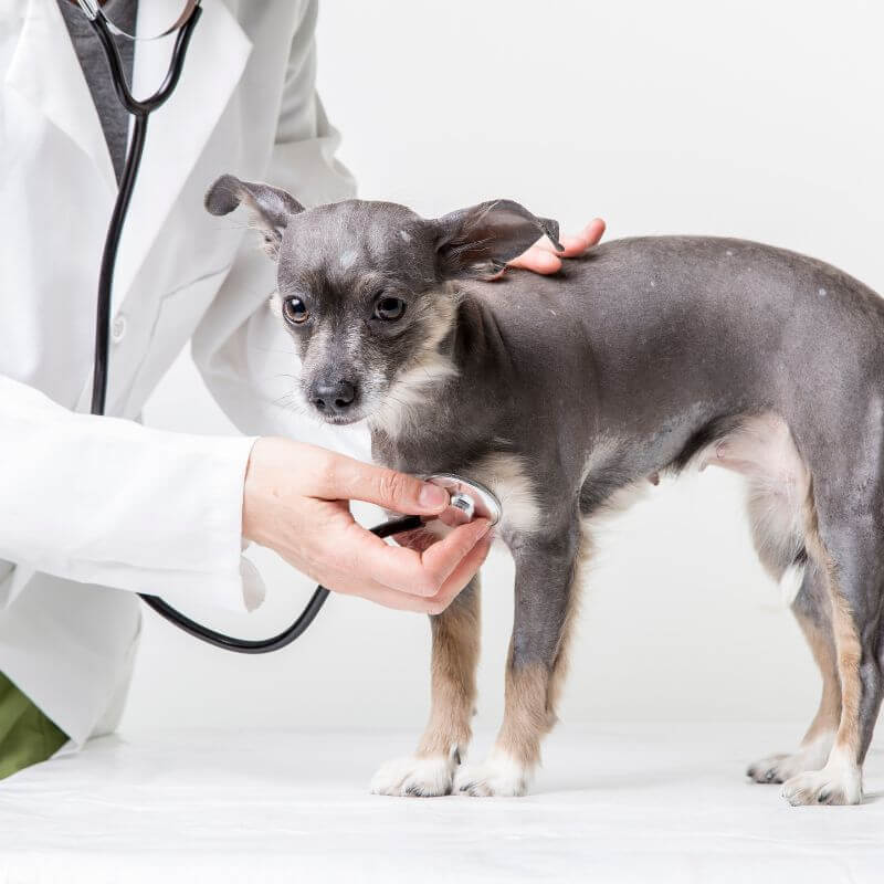 illness in dogs