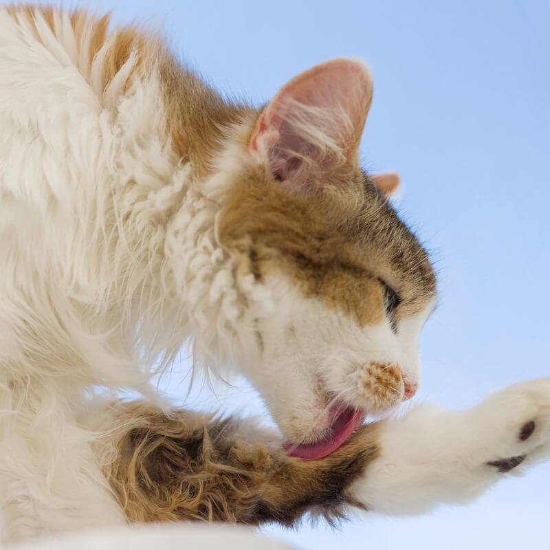 Feline Grooming behaviors SRAH