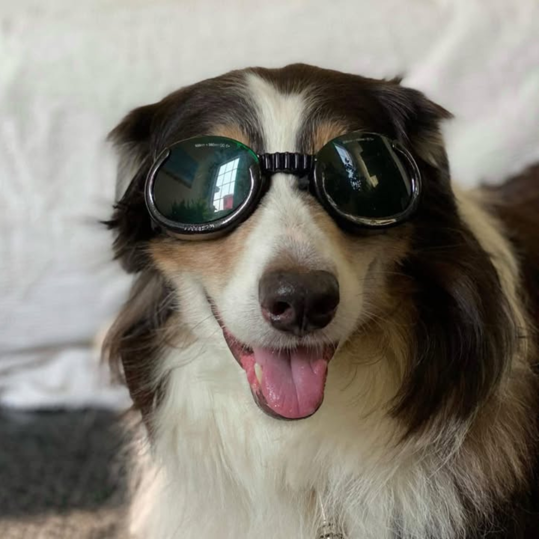 Laser in dog