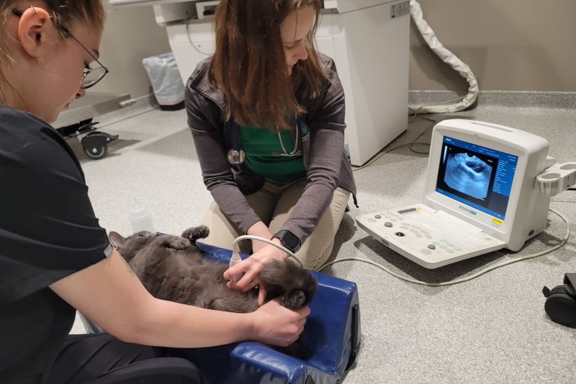 Dr. Catherine MacLean doing a feline ultrasound at Sugar River Animal Hospital