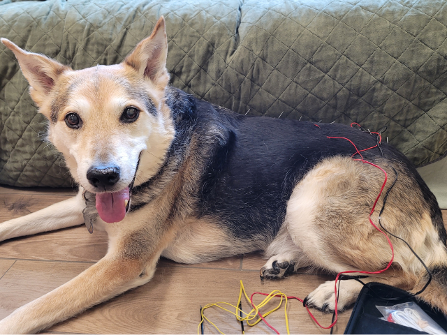 acupuncture for dogs and cats at sugar river animal hospital, grantham, New hampshire