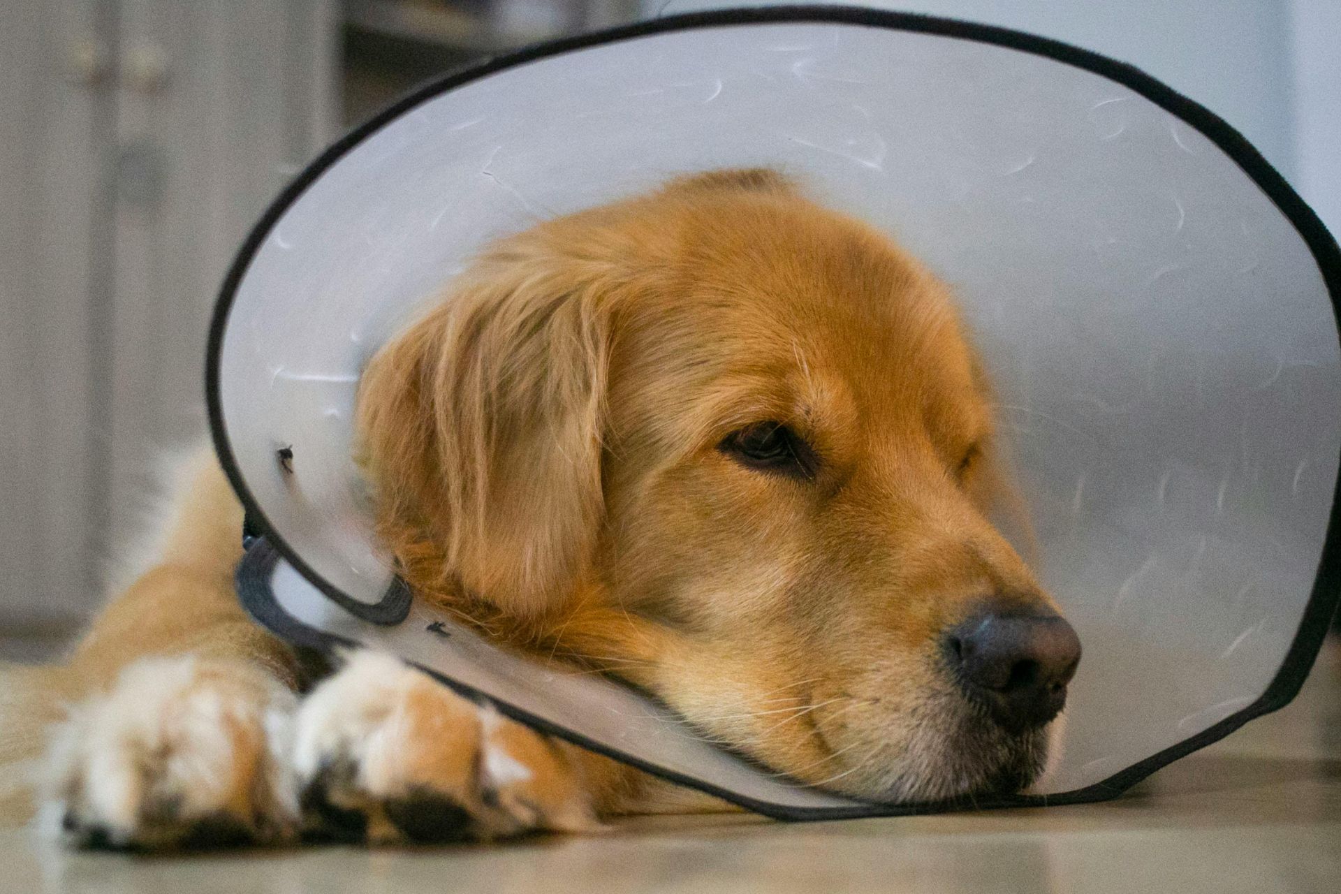 Recovery after surgery at Sugar River Animal Hospital
