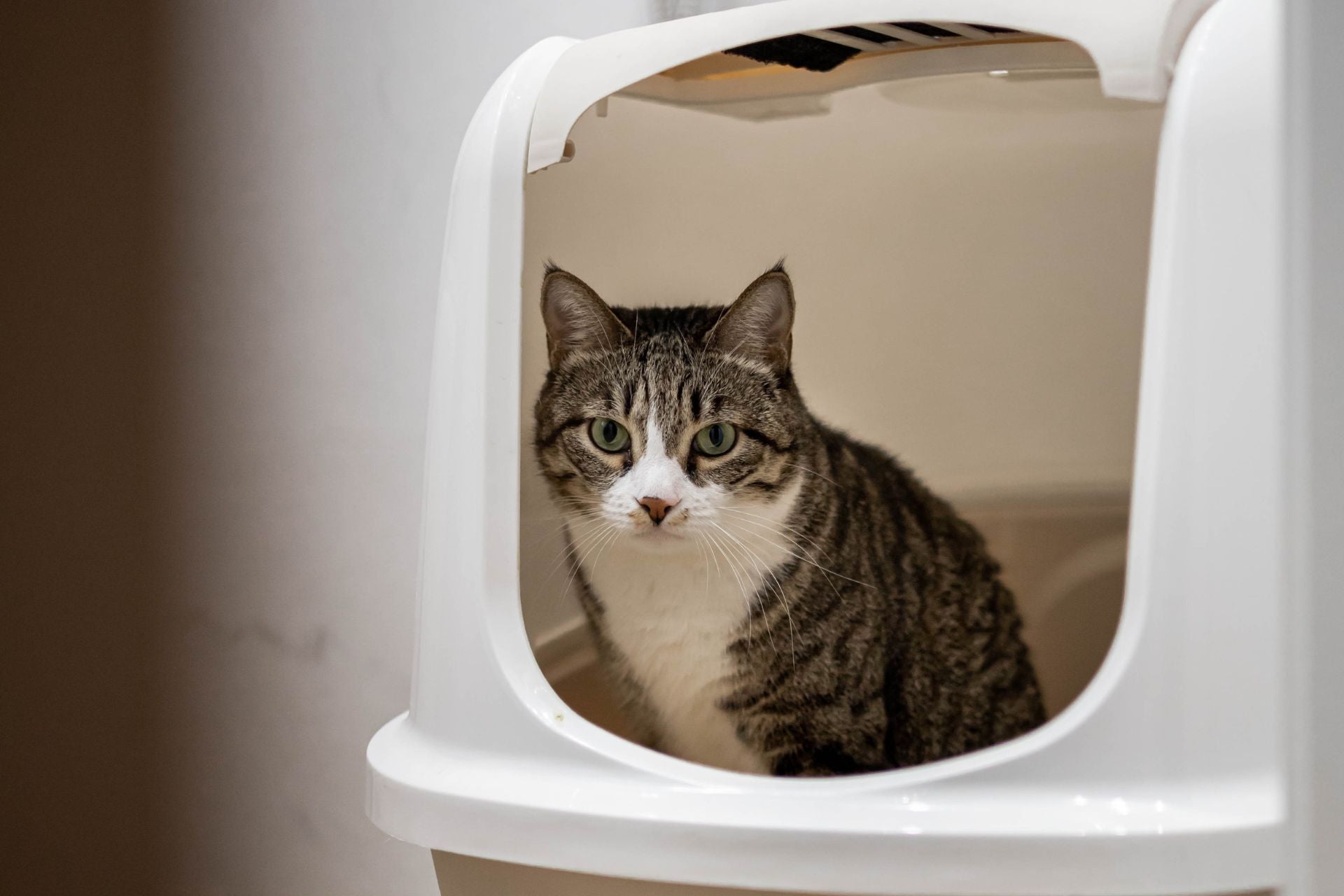 Kitty in litterbox