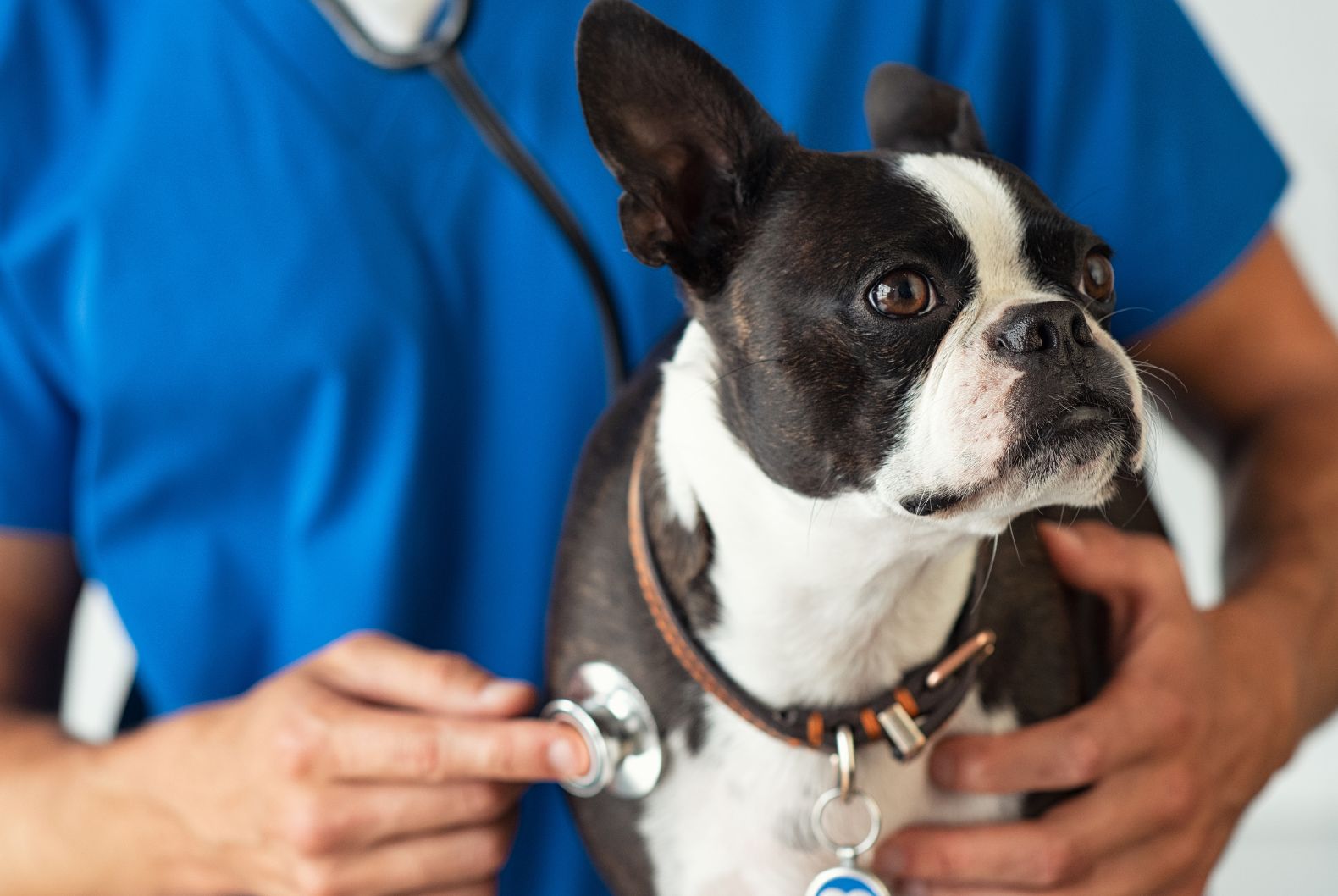 Chest exam at Sugar River Animal Hospital