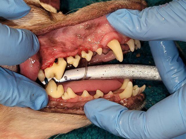 Dental After Cleaning at SRAH