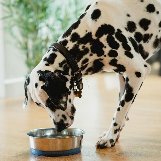 Dalmatian drinking water