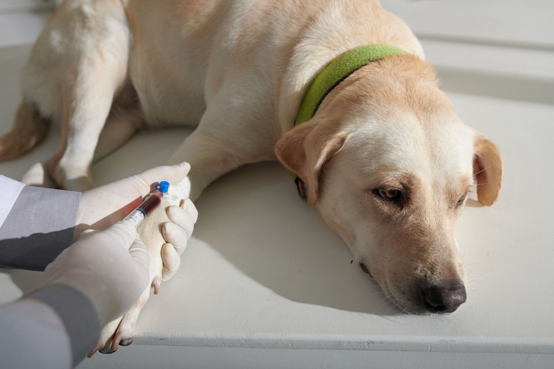 lab test at sugar river animal hospital