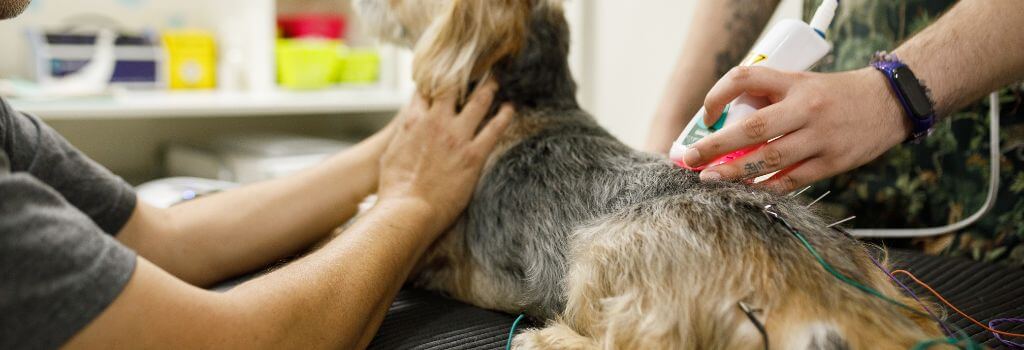 Laser therapy for dogs
