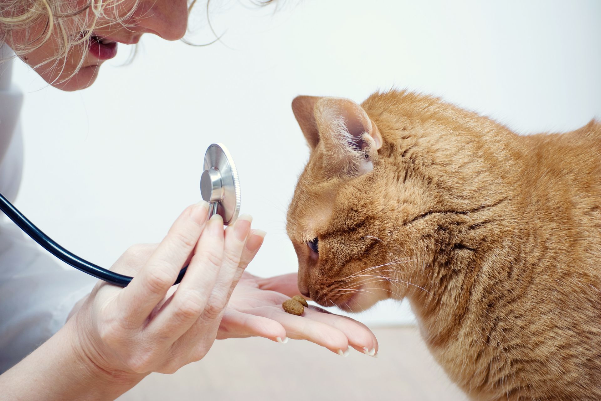 feline friendly exams at Sugar River Animal Hosptial
