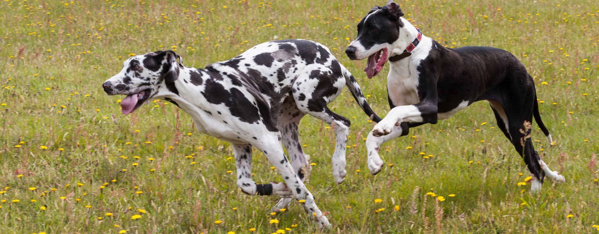 bloat in great danes- at sugar river animal hospital, grantham NH