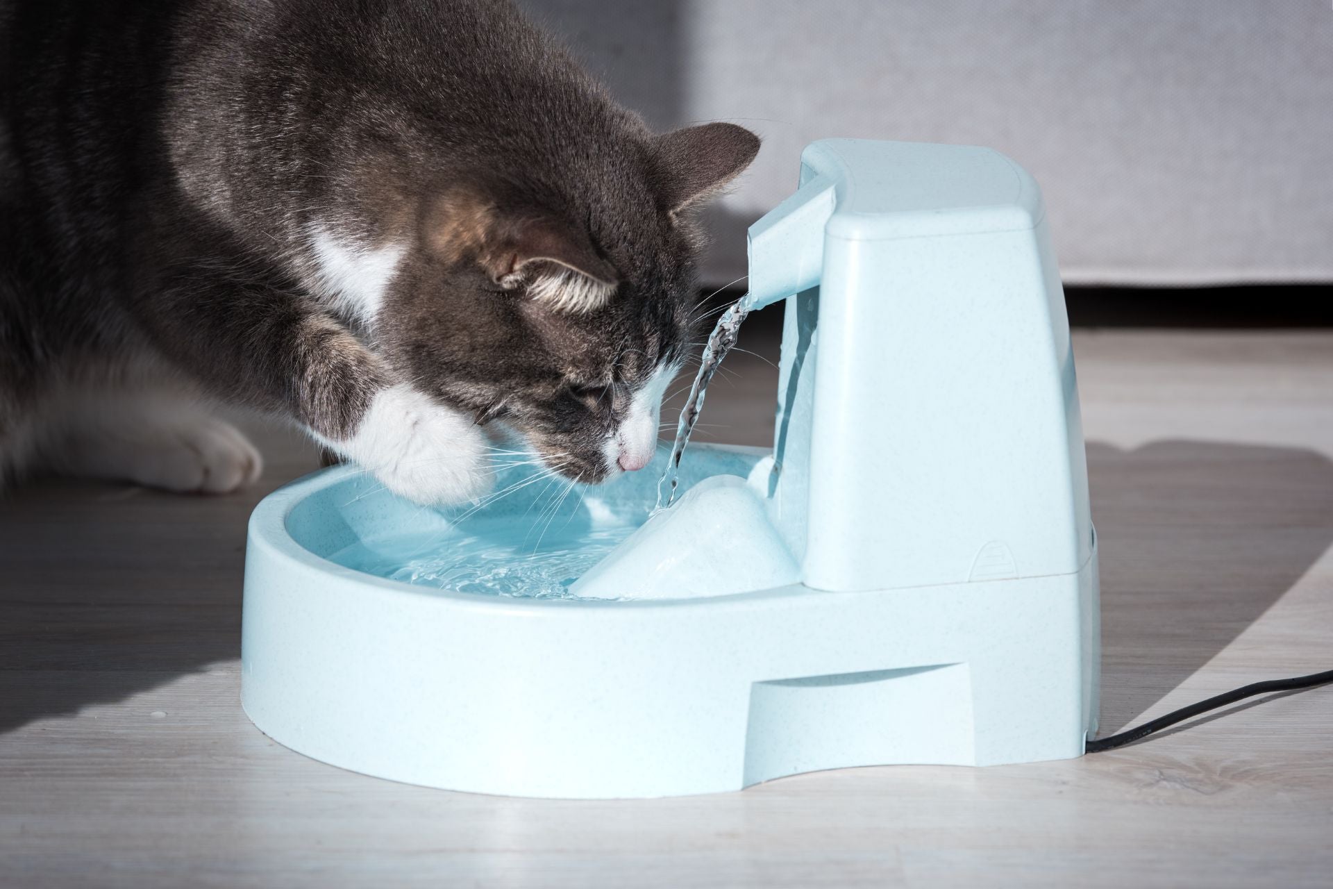cat drinking from a pet water fountain