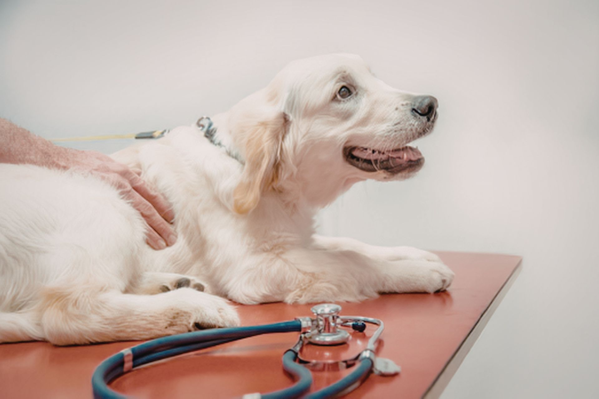 Dog Exam at Sugar River Animal Hosptial