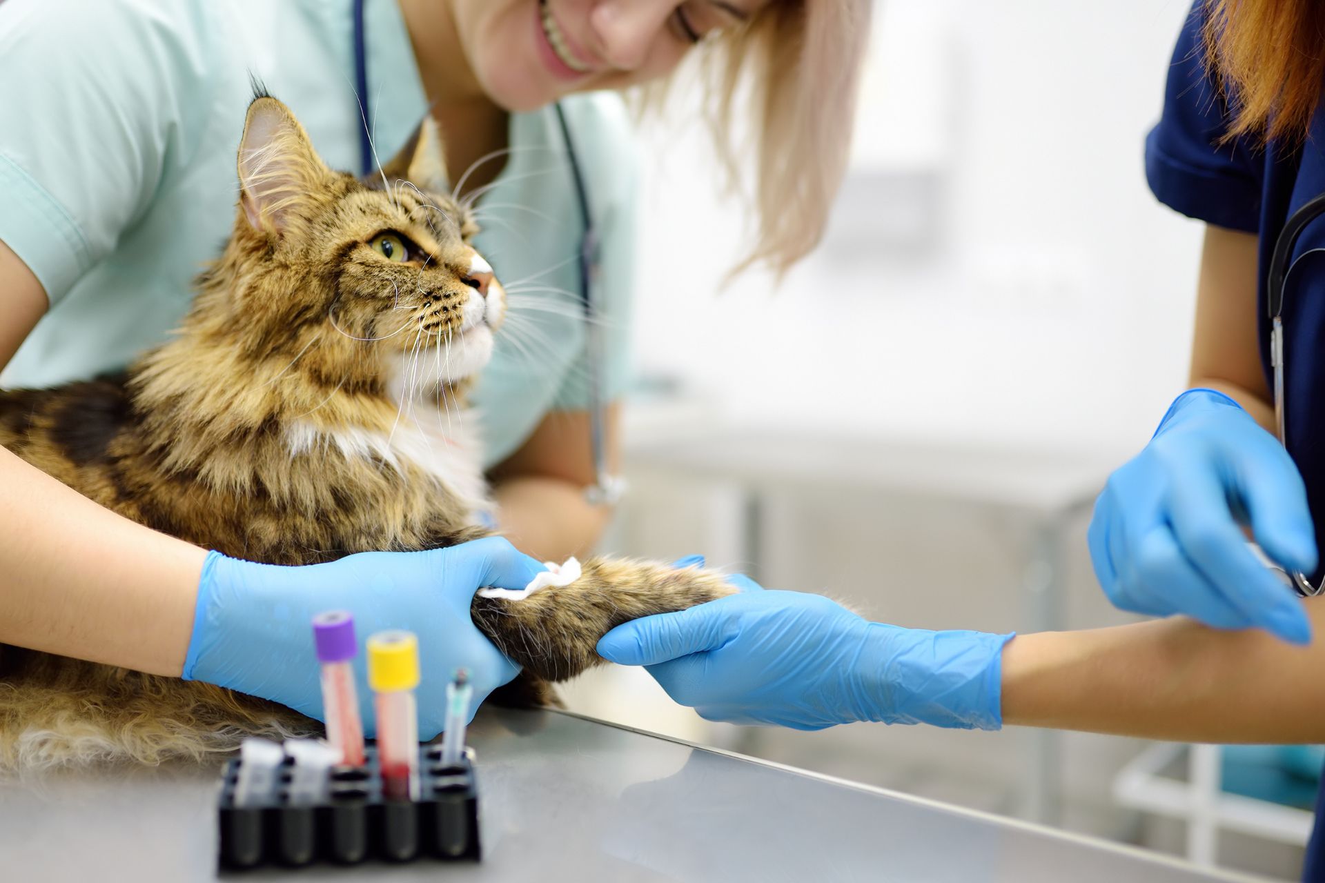 labwork for cats at sugar river animal hosptial