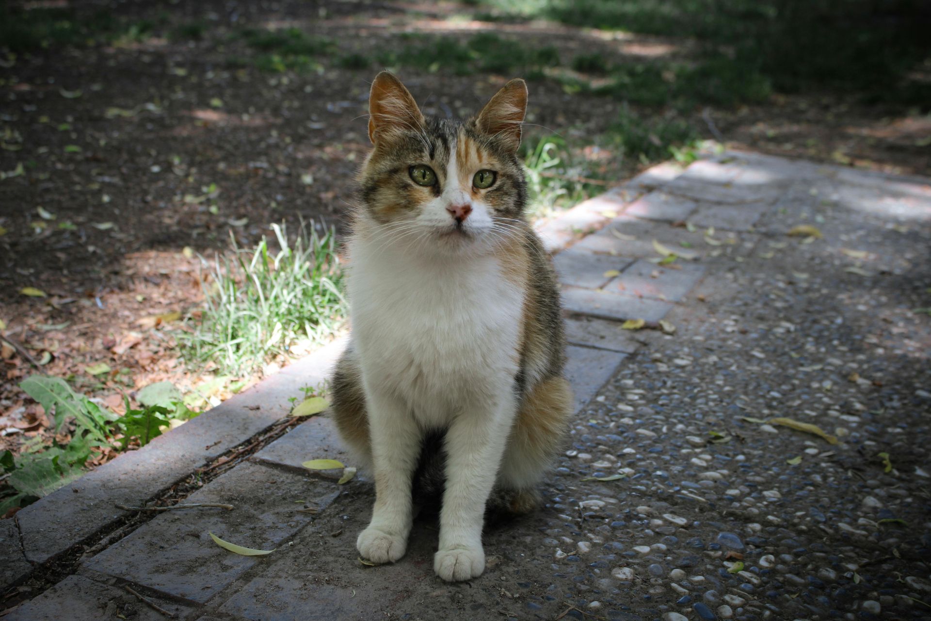 Spaying your cat at Sugar River Animal Hospital