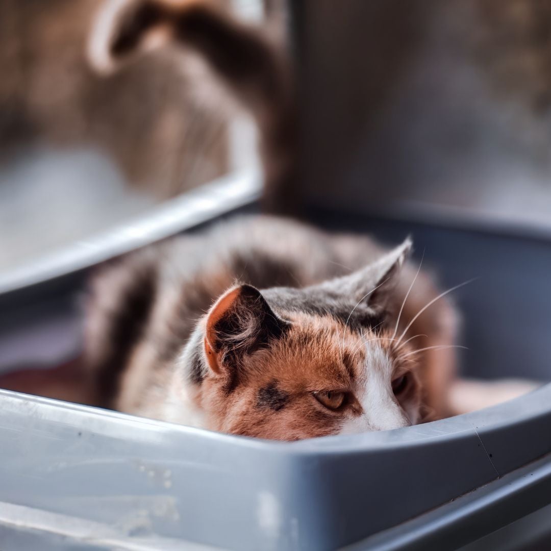 Cat Urine Issues