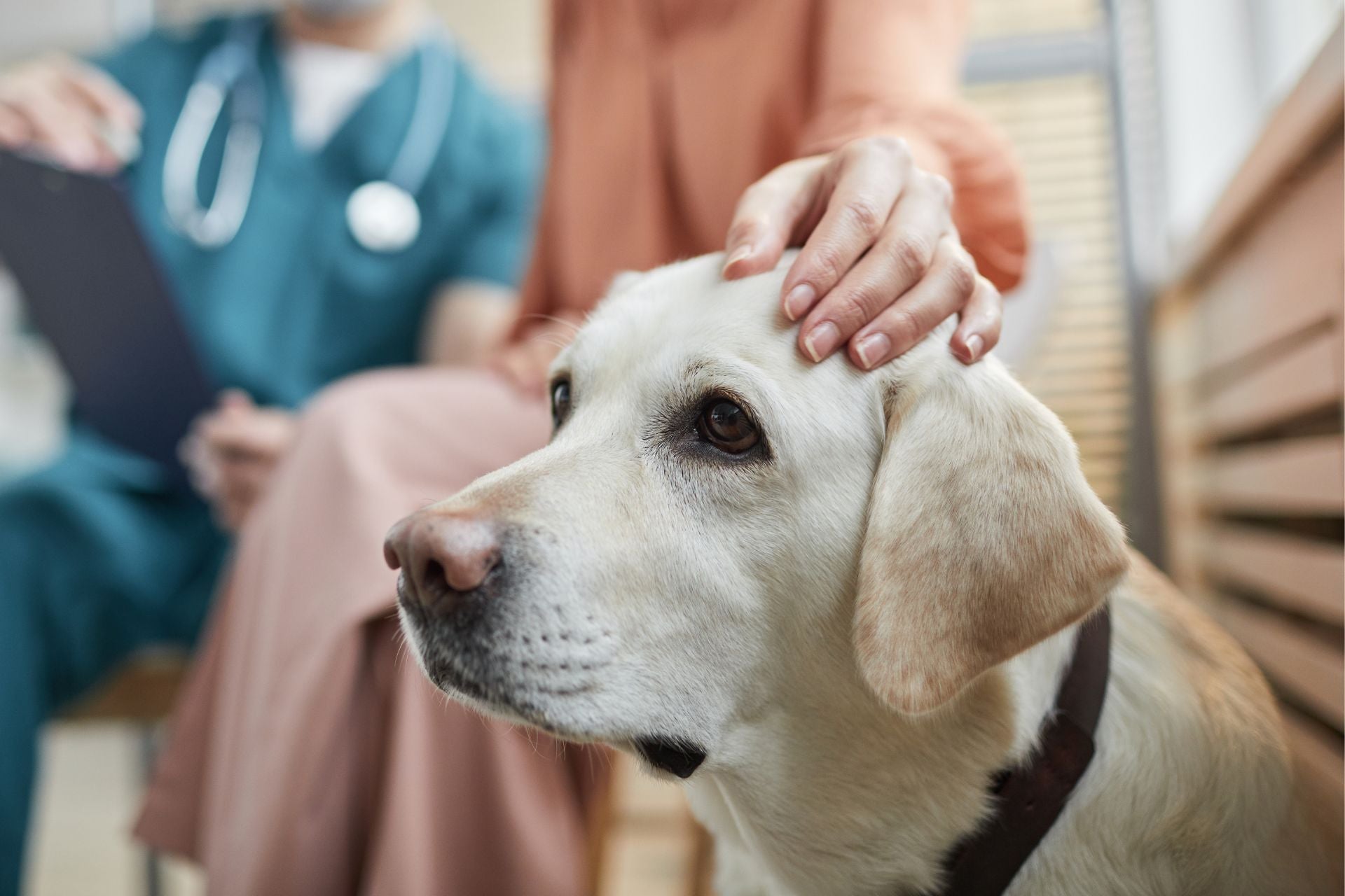 waiting for an exam at Sugar River animal hospital