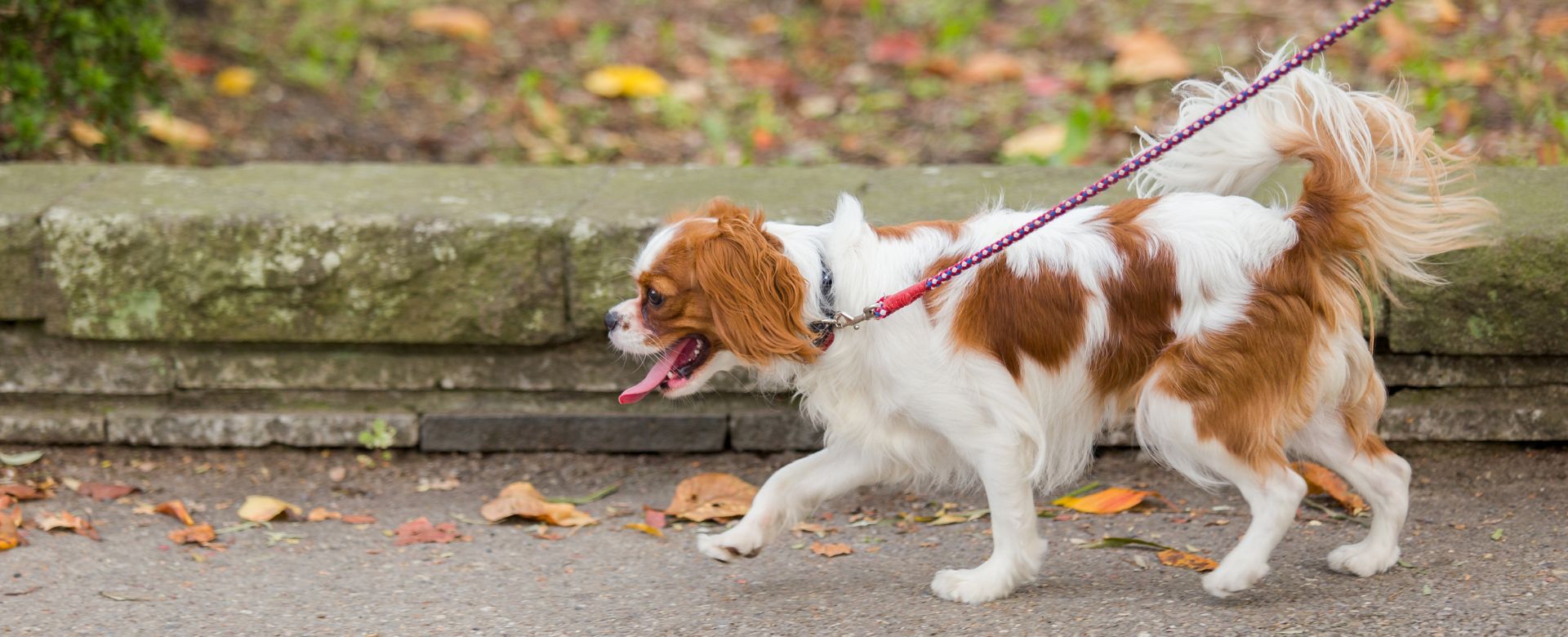 Walking your pet