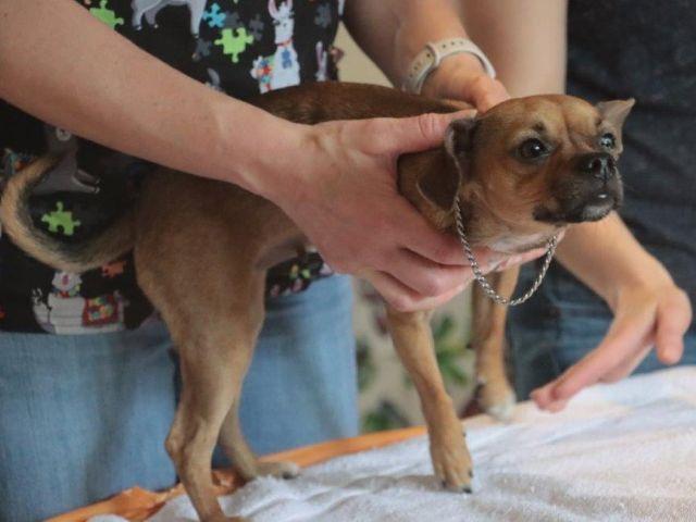 Dr. Catherine MacLean doing an physical exam at the Haven from Sugar River Animal Hospital, Grantham NH