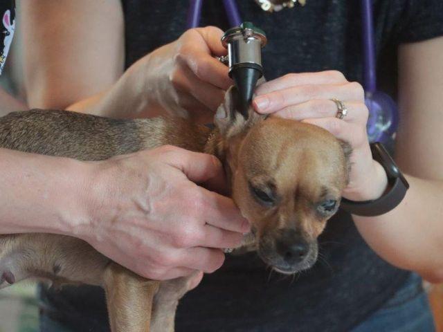 Dr. Catherine MacLean doing an ear exam at the Haven from Sugar River Animal Hospital, Grantham NH