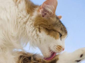 Overgrooming in Cats