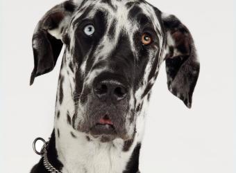Gastric Bloat and GVD In Dogs