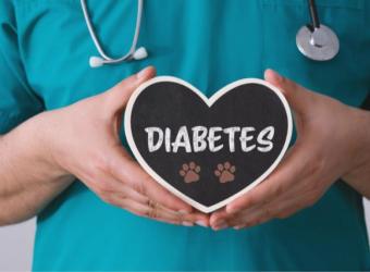 Demystifying Diabetes in Pets: A Guide for National Pet Diabetes Month
