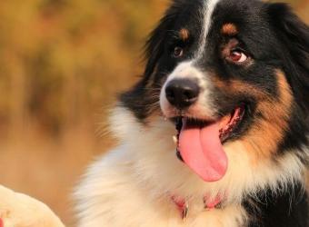 Training Tips to Get Your Pup on the Path to (Near!) Perfect Behavior