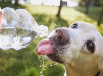 Today's Hot Take! 6 Safety Tips for Pets in the Face of Rising Temperatures
