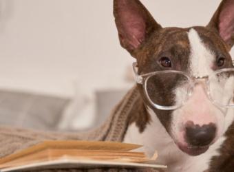 More than Meets the Eye: Celebrating International Blind Dog Day