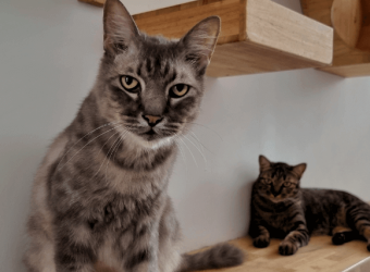 How to Make Your Home More Senior Cat-Friendly