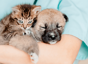 Imported Animals and How to Minimize the Rabies Risks