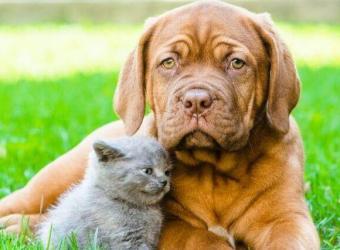 National Heat Awareness Day: How to Keep Your Pets Safe This Summer