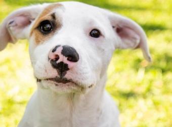 Happy National Mutt Day! 5 Reasons Why Mutts Are What's Up