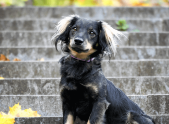National Mutt Day: 5 Reasons to Celebrate Mixed Breed Dogs