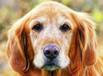 10 Reasons Senior Doggos Are the Best