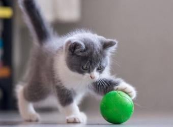 The Whole &quot;Kitten Caboodle&quot;! The Checklist You Need For Your New Furry Feline