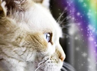 Rainbow Bridge Remembrance Day: What to Know About Euthanasia