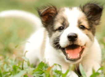 Frequently Asked Questions About Puppy, Behavior and Training, Answered by a Veterinarian