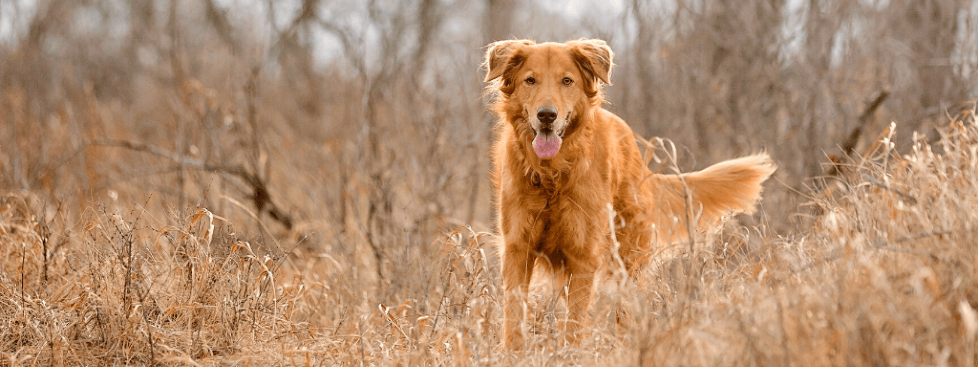 Dog tail wagging